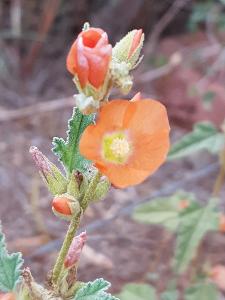 Dr. Michele-Laure ADOUN